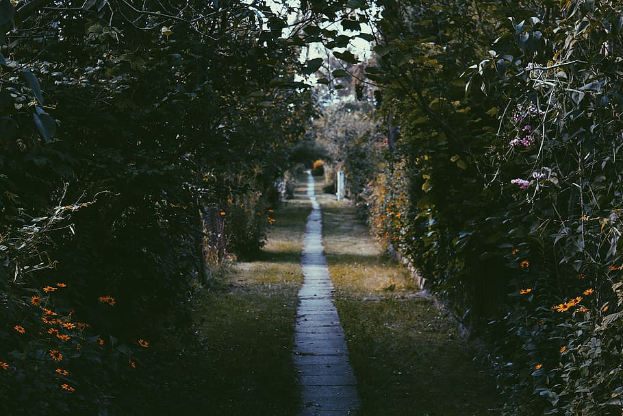 photo of garden with orange flowers, view of empty pathway in surrounded with citrus orchard HD wallpaper