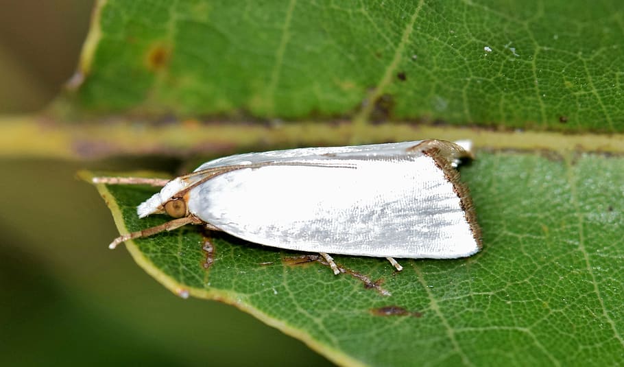 moth, urola moth, snowy urola moth, white moth, insect, insectoid, HD wallpaper