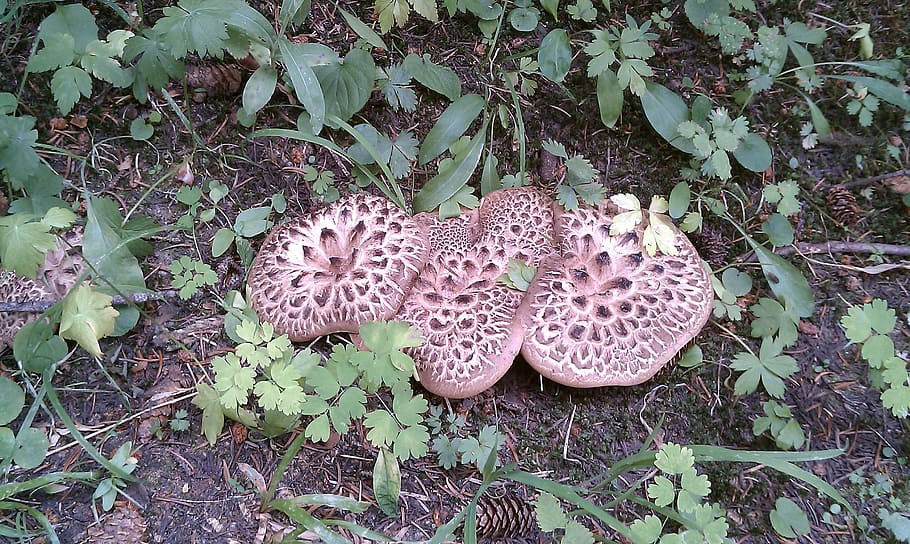 Hawks, Wing, Mushroom, nature, fungus, plant, forest, grass HD wallpaper
