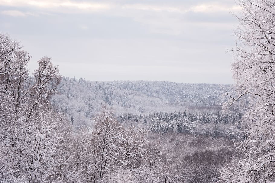 Winter snowy lanscape, landscape, nature, tree, cold - Temperature HD wallpaper