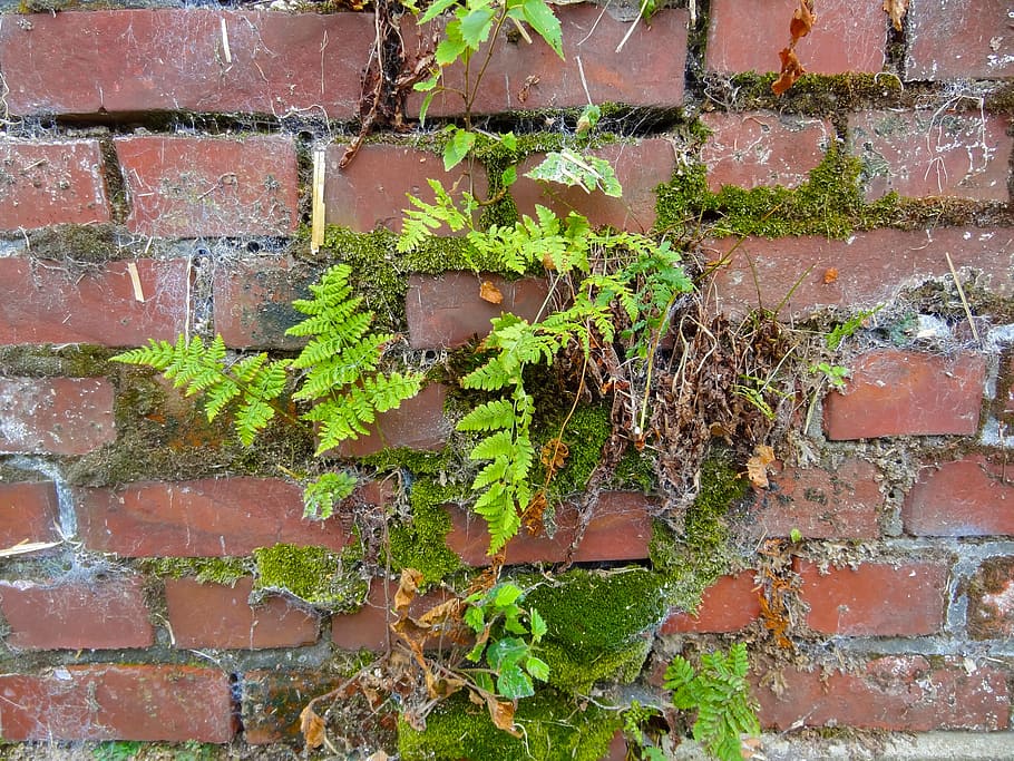 wall, ferns, moose, cobweb, old, brick, background, ruin, old building HD wallpaper