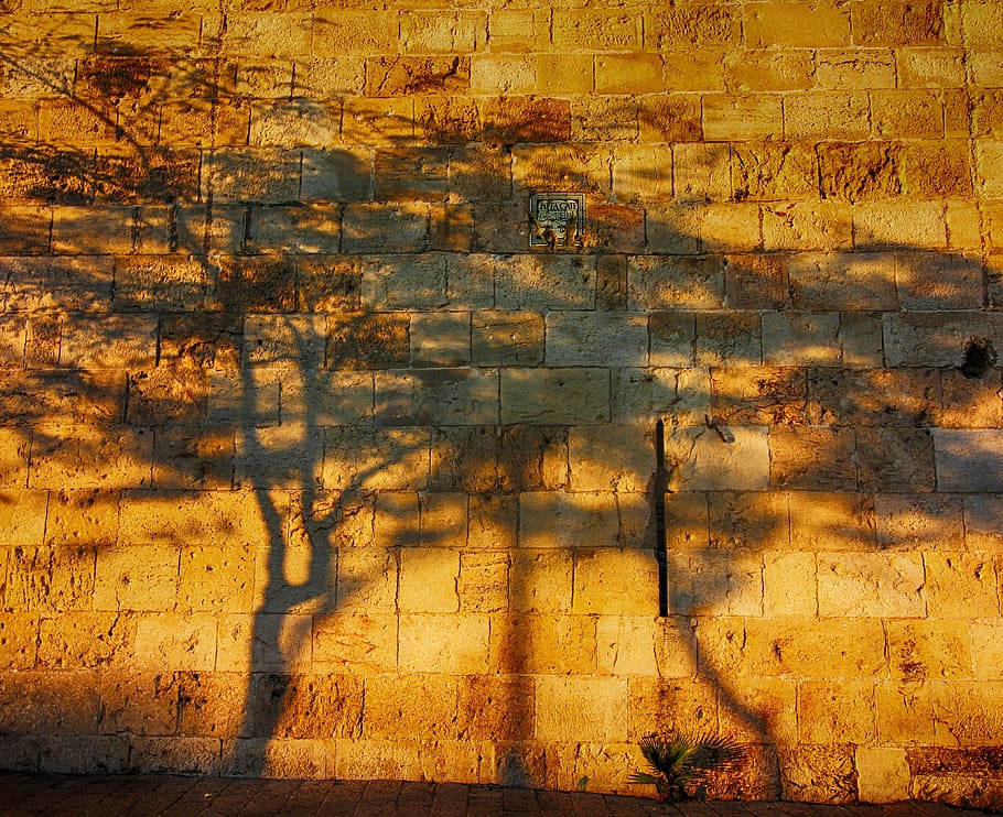 shadows of trees on red brick wall, israel, sun, sunset, light HD wallpaper