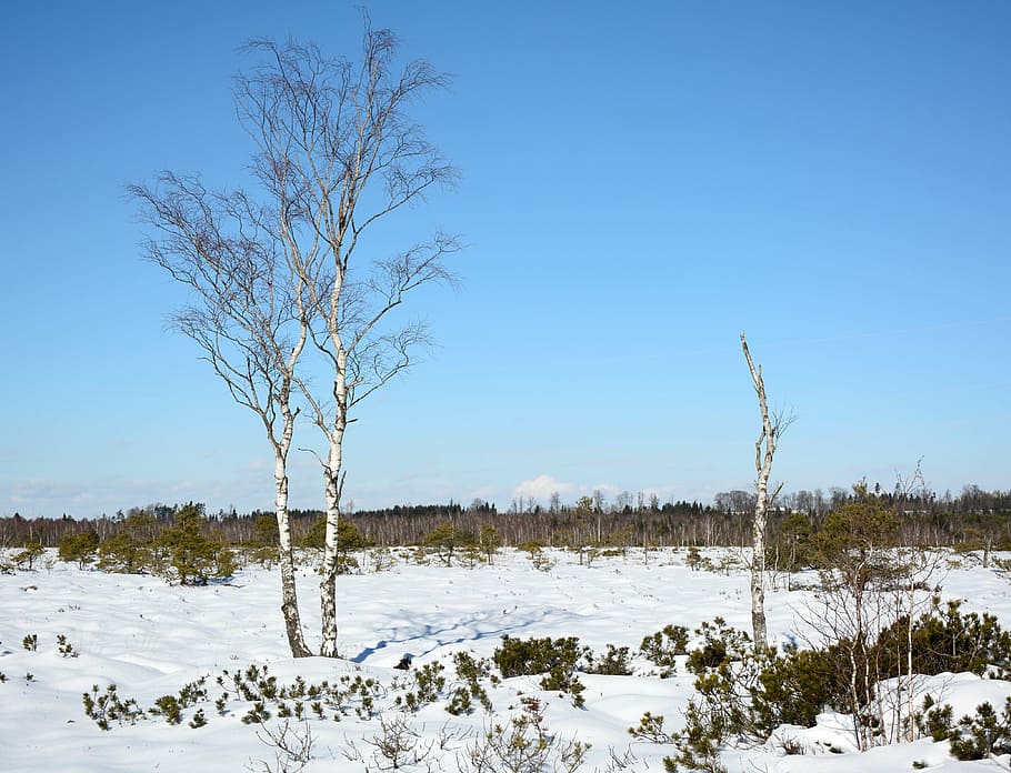 winter, snow, tree, individually, birch, cold, landscape, wintry HD wallpaper