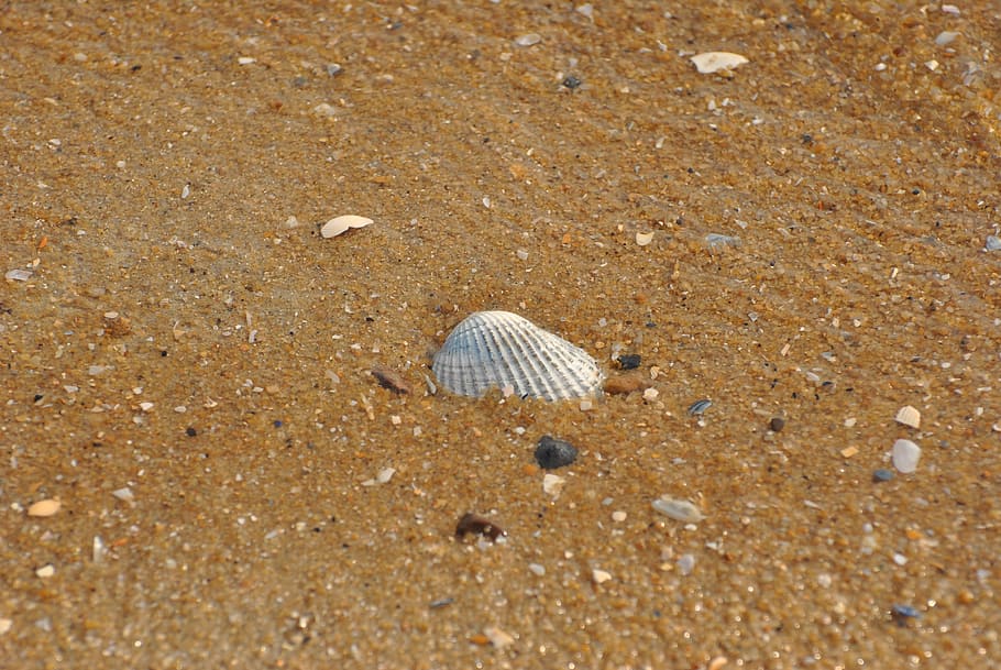 sea, shell, shells, seashell, pattern, background, nature, pebbles HD wallpaper