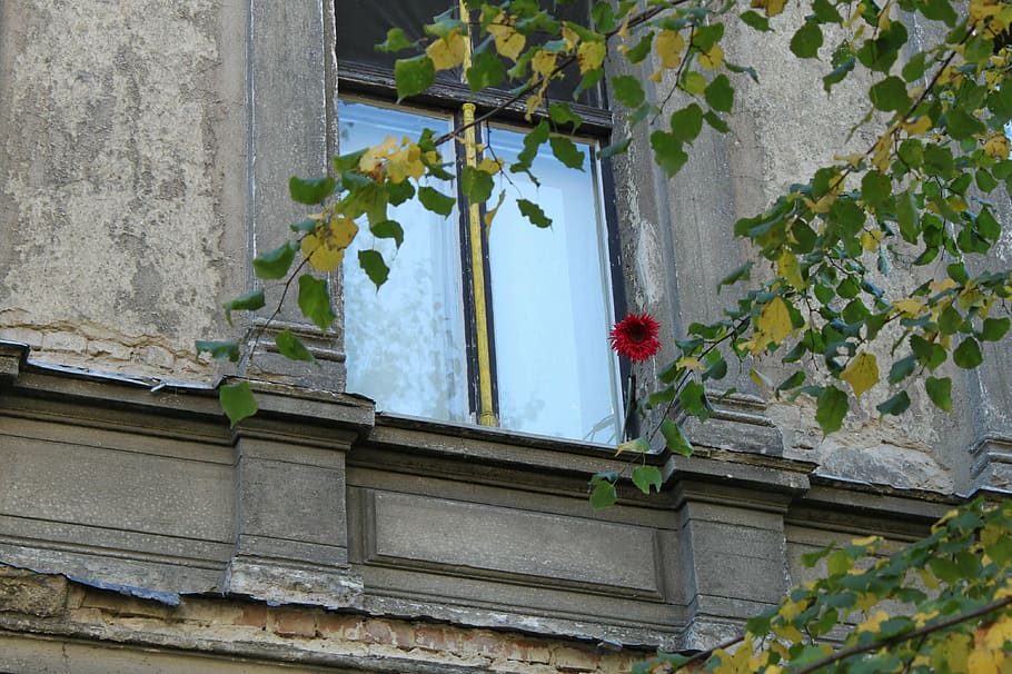 green leafed tree near window, old window, home, facade, building HD wallpaper
