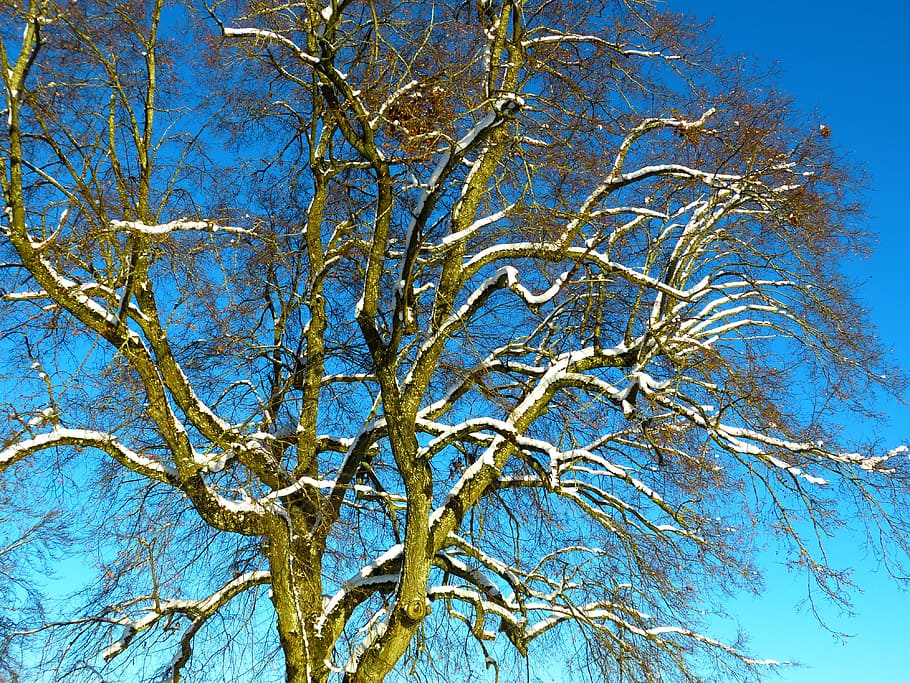 tree, snow, snowy, sky, winter, blue, white, nature, low angle view HD wallpaper