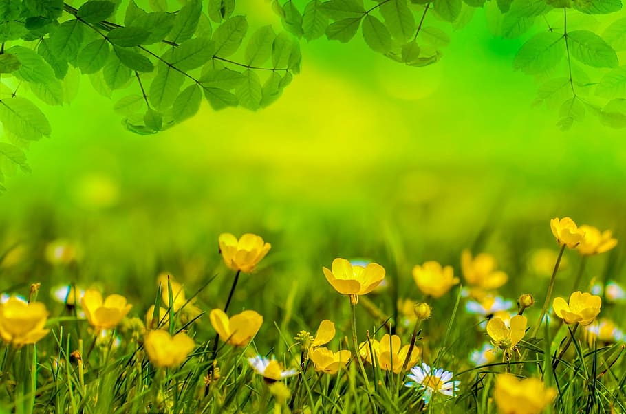 HD wallpaper: yellow flower field, spring, background, meadow, easter, green  | Wallpaper Flare