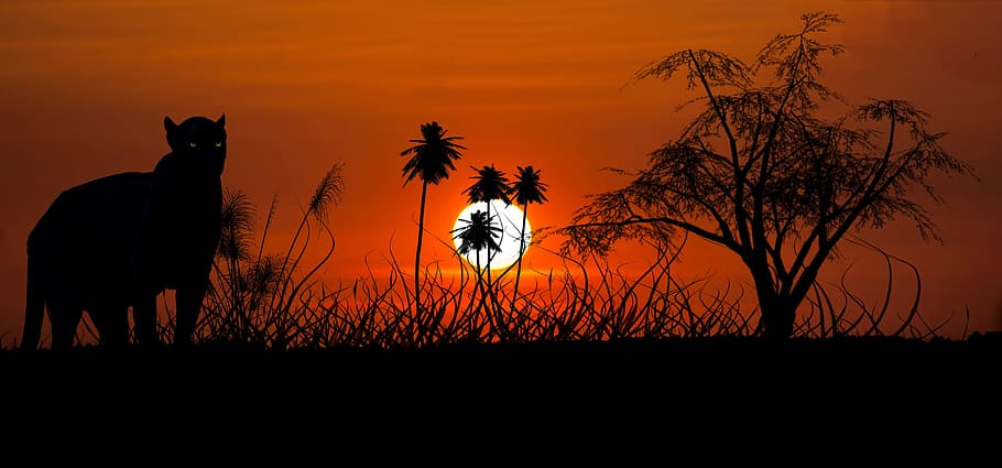 jaguar, expensive, sunset, wood computer, garfik, silhouettes HD wallpaper