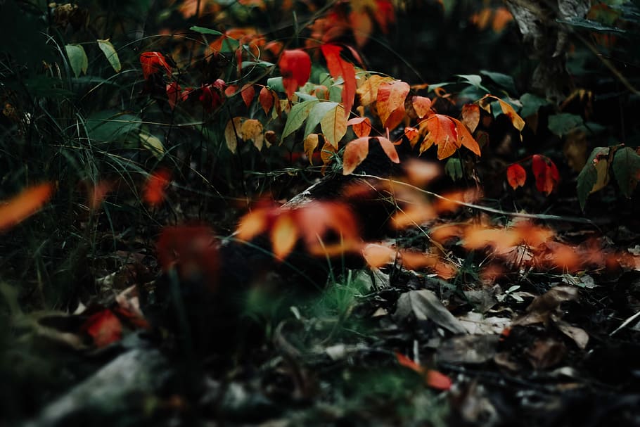 depth of field photograph of leaves, orange and green selective color photography of leaves HD wallpaper