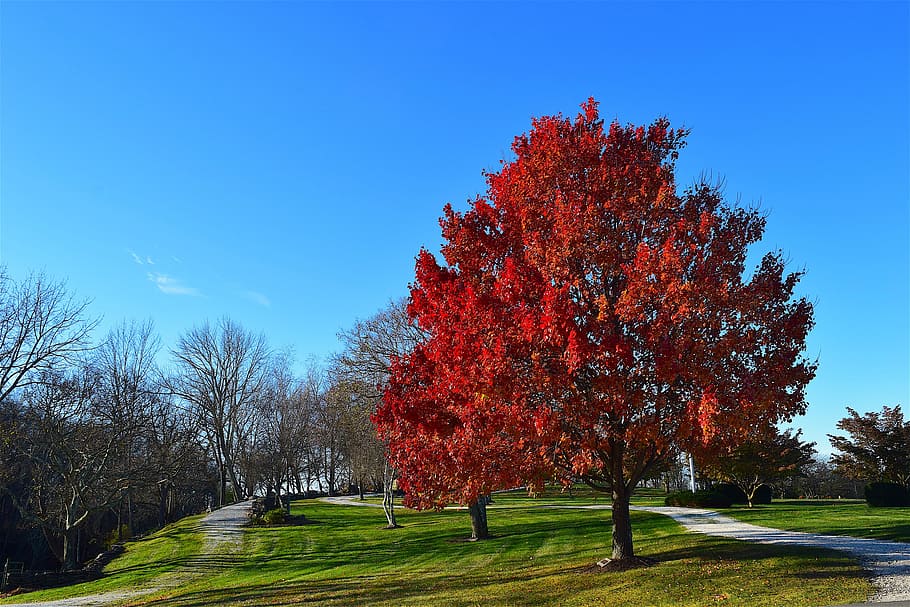 tree, foliage, red, autumn, fall, season, park, maple, outdoor HD wallpaper
