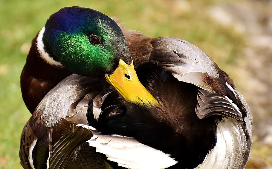 mallard drake locked up