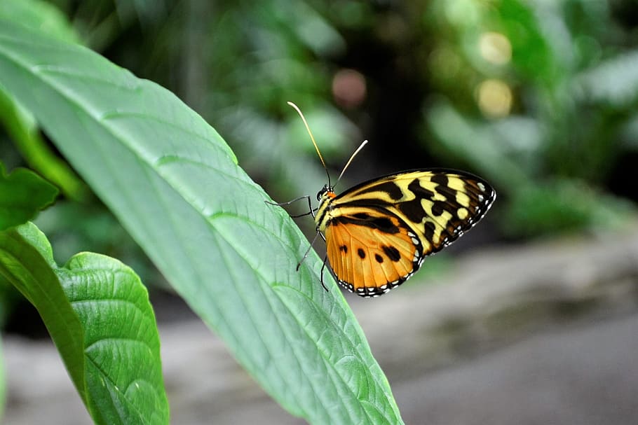 monarch butterfly, insect, bug, flower, nature, natural, leaves HD wallpaper