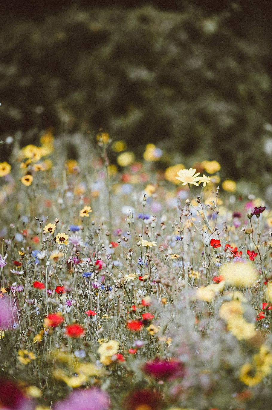 Poppy and wild flower field iPhone wallpaper Poppy iphone background