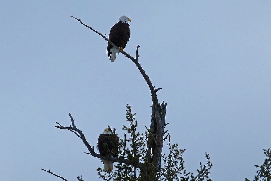 Bald Eagles, Tree, Landed, Nature, Bird, raptor, sky, animal wildlife HD wallpaper