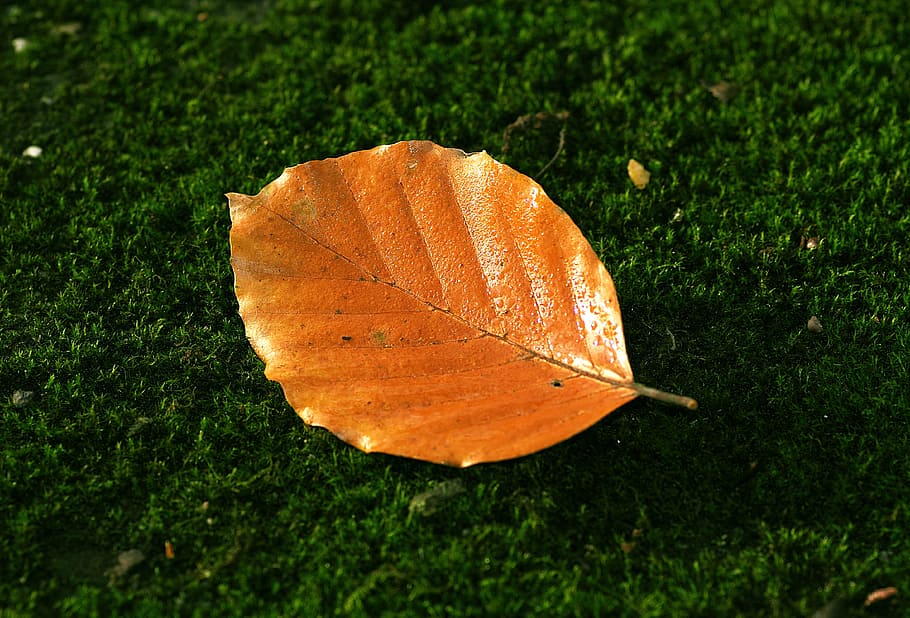 leaf, beech, autumn, red, orange, rosa, drops, wet, moss, forest HD wallpaper