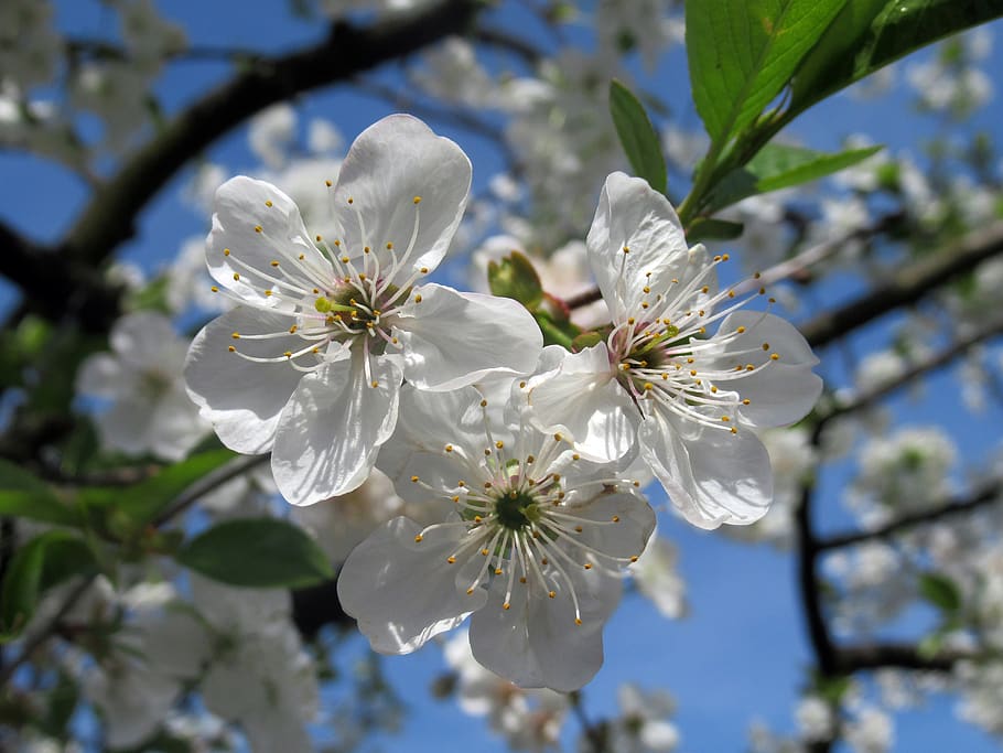 spring, sour cherry, flowering plant, fragility, freshness HD wallpaper