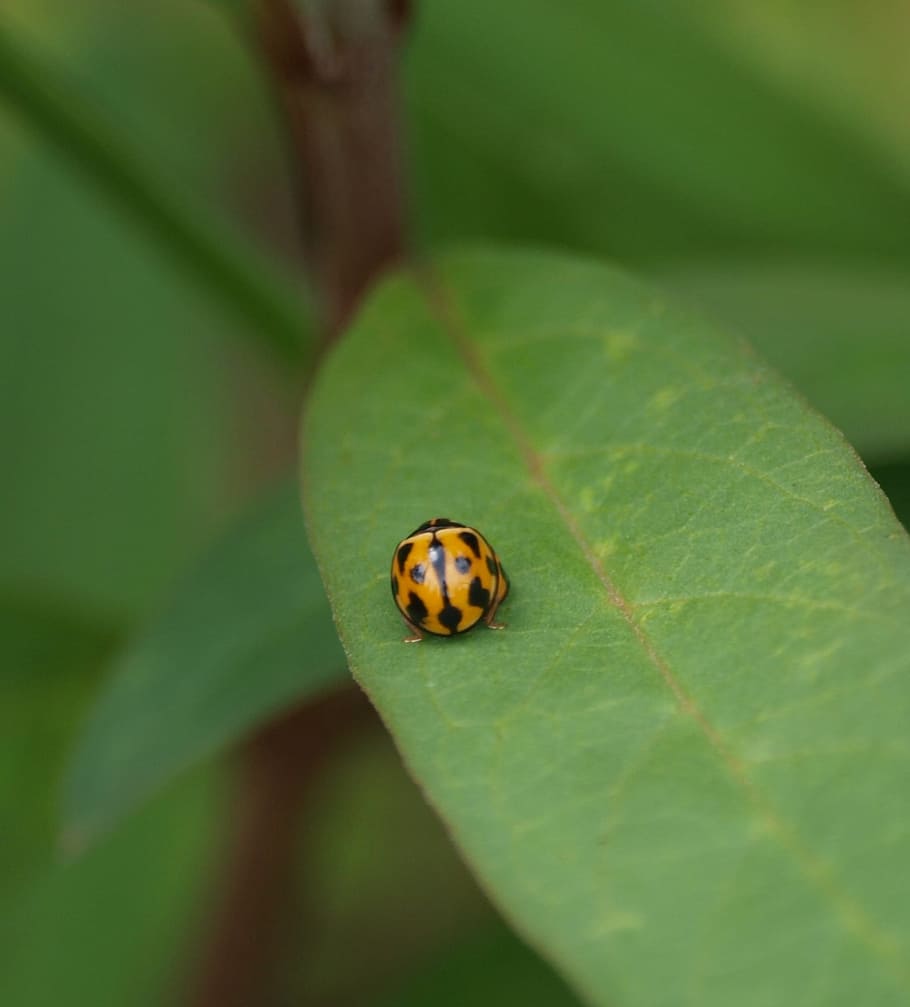 Ladybug, Insect, Fly, Beetle, natural, environment, garden HD wallpaper