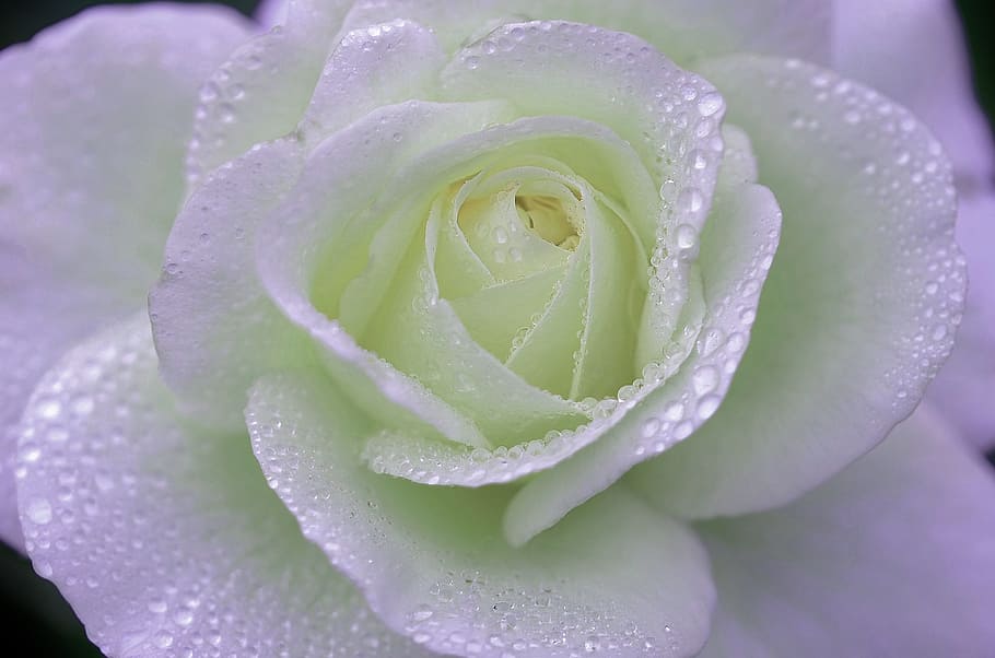 closeup photography of white with dewdrops, rose, flower, natur HD wallpaper