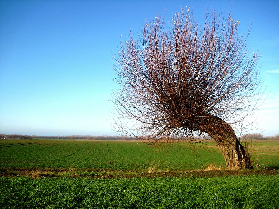 wind chur, tree, windschief, overgrown, crown, nature, rural Scene HD wallpaper