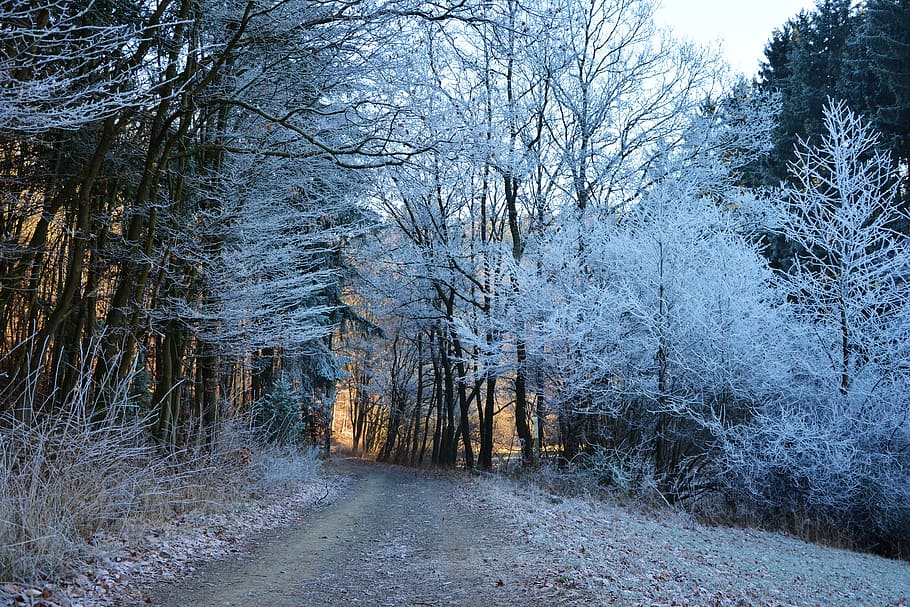 pathway between white leaf tall trees, forest path, winter HD wallpaper