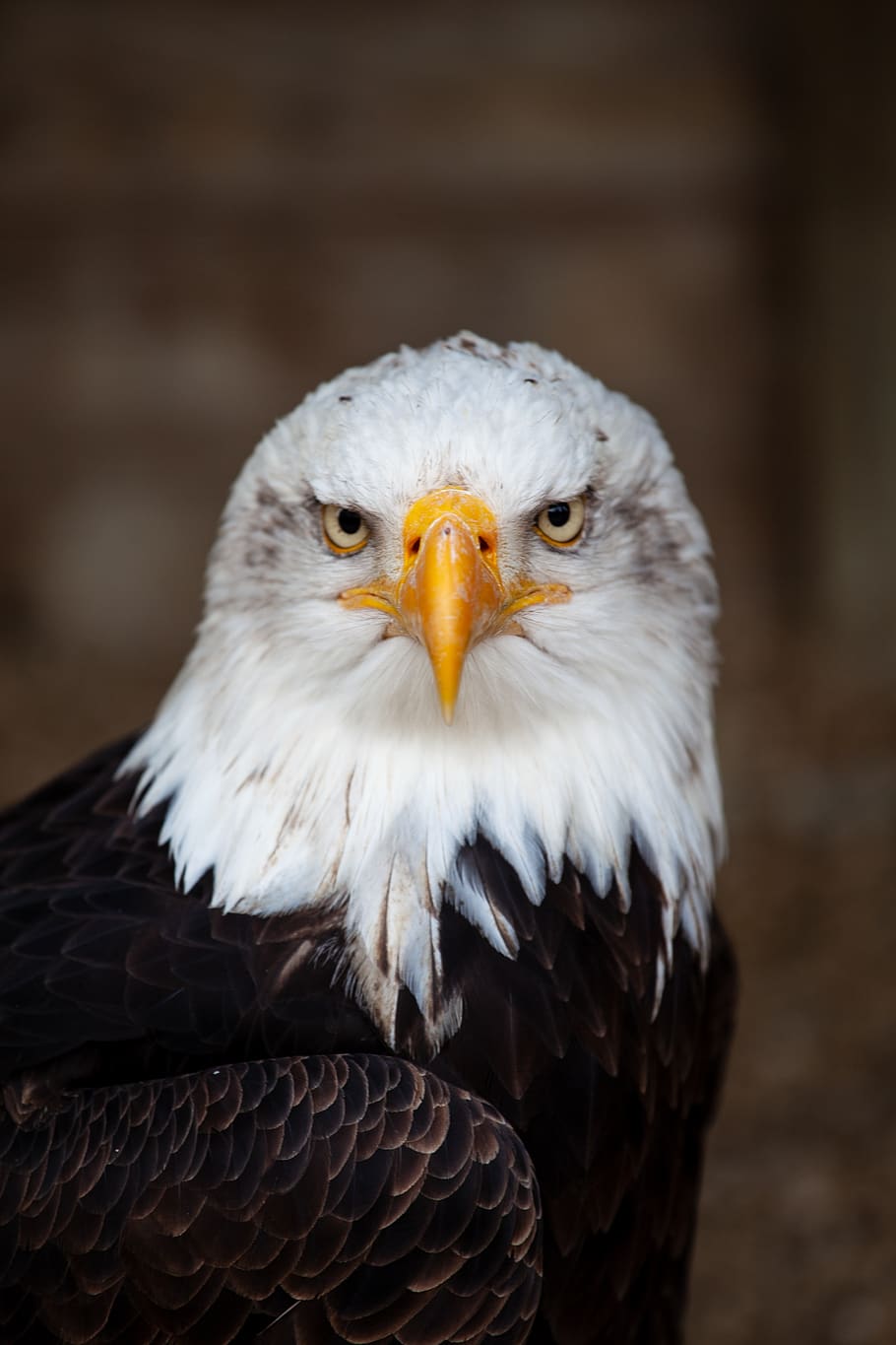 bald eagle, bird, nature, raptor, bill, usa, america, majestic HD wallpaper