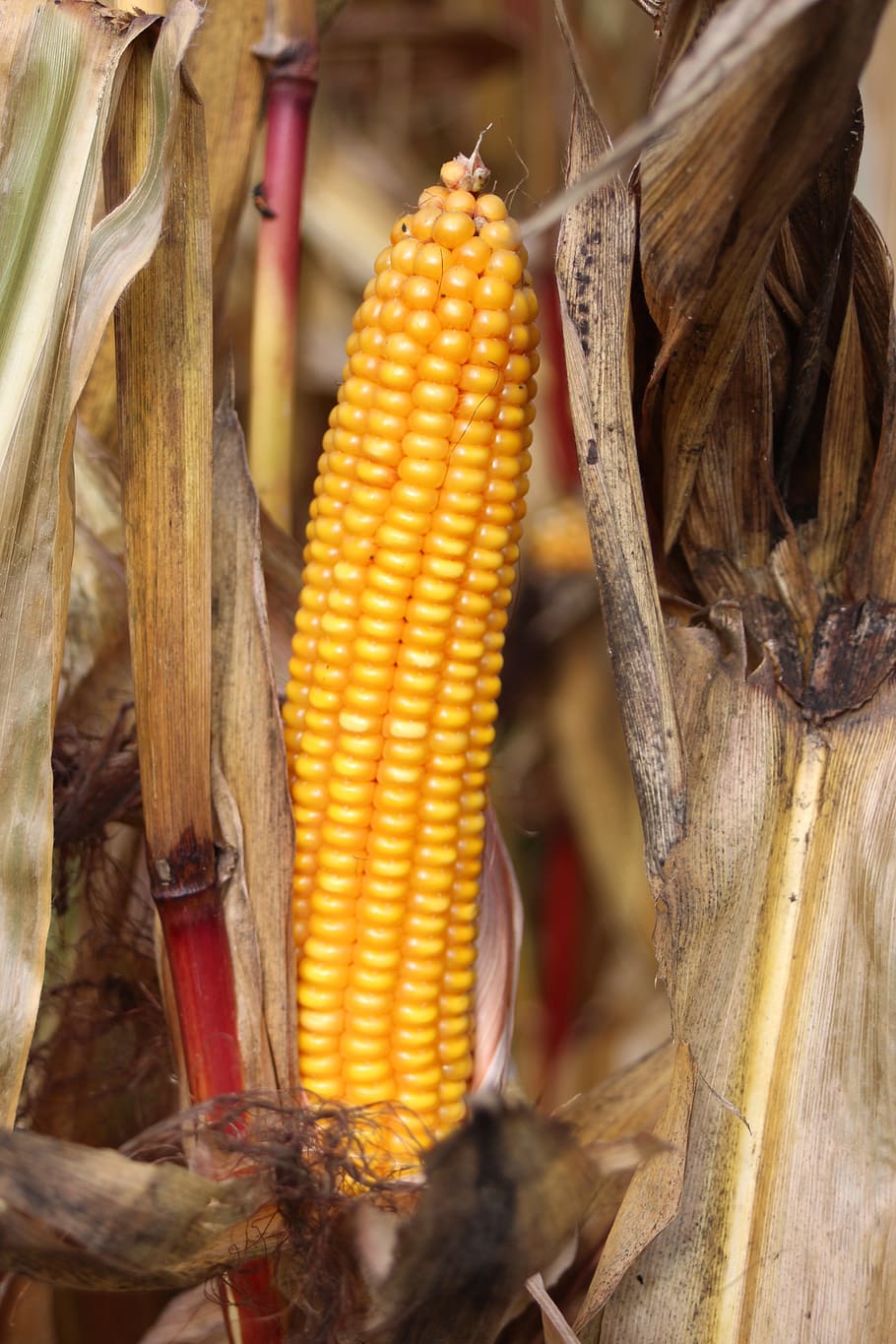 yellow, open, managed, corn, vegetable, corn on the cob, sweetcorn HD wallpaper