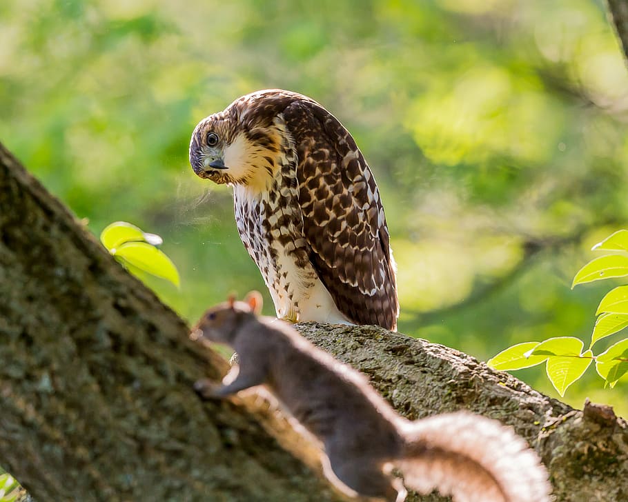 eagle standing on tree branch while looking at black squirrel, brown owl looking to rodent HD wallpaper