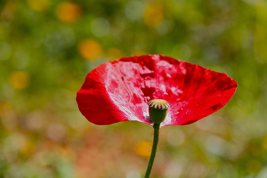 poppy, flower, red, flowering plant, freshness, fragility, beauty in nature HD wallpaper
