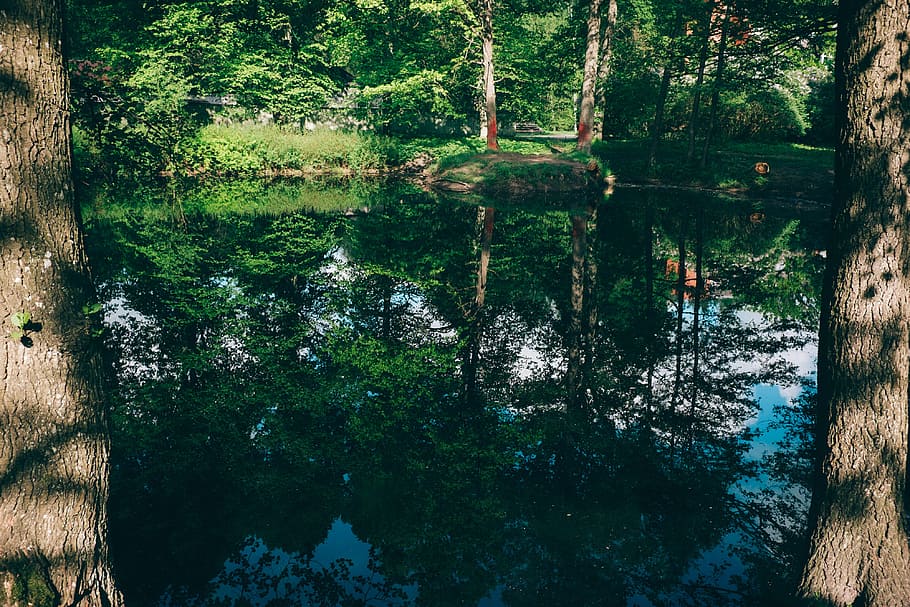 Pond, landscape, nature, tree, forest, river, water, outdoors HD wallpaper