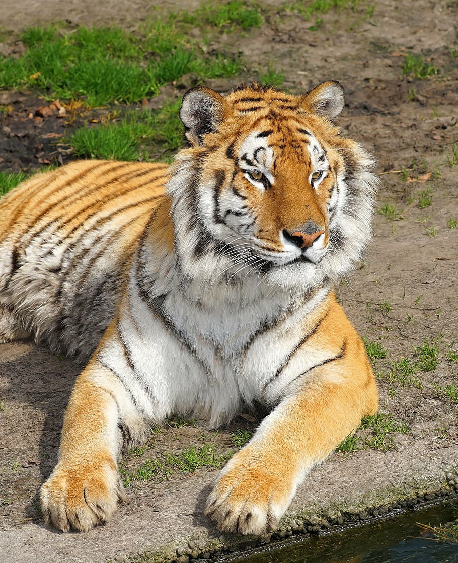 tiger lying on the ground, big cat, predator, wildcat, noble, HD wallpaper