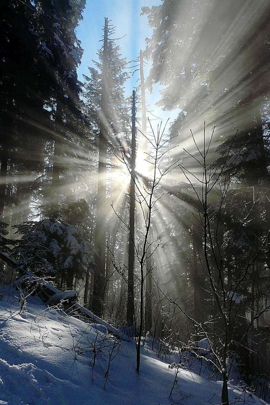 winter forest, corona, morning sun, new year, snow, nature, HD wallpaper