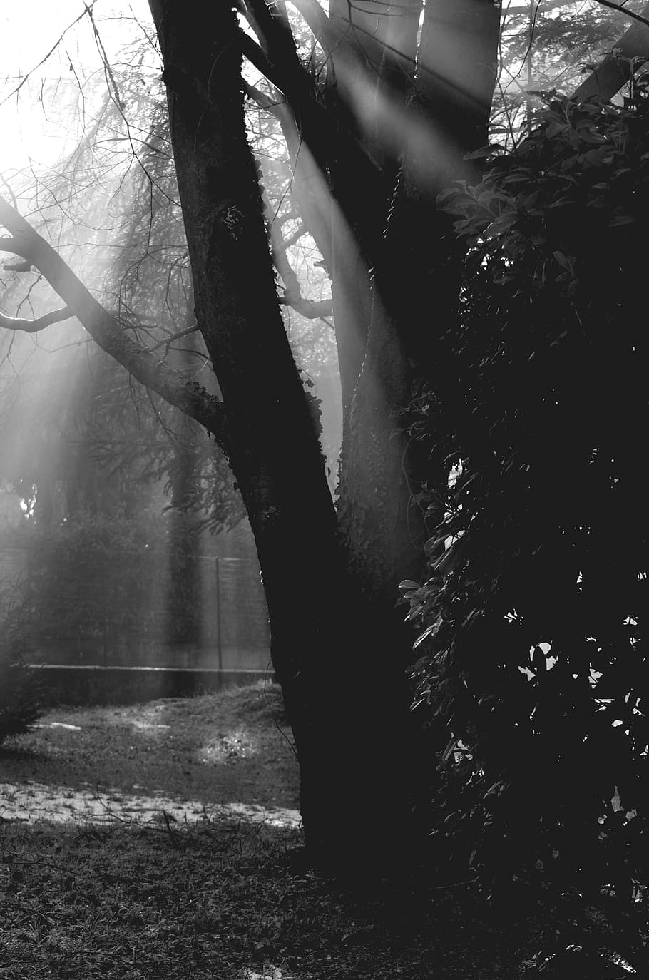 Trees, Solar Light, Shadows, Nature, landscape, sunset, dawn HD wallpaper