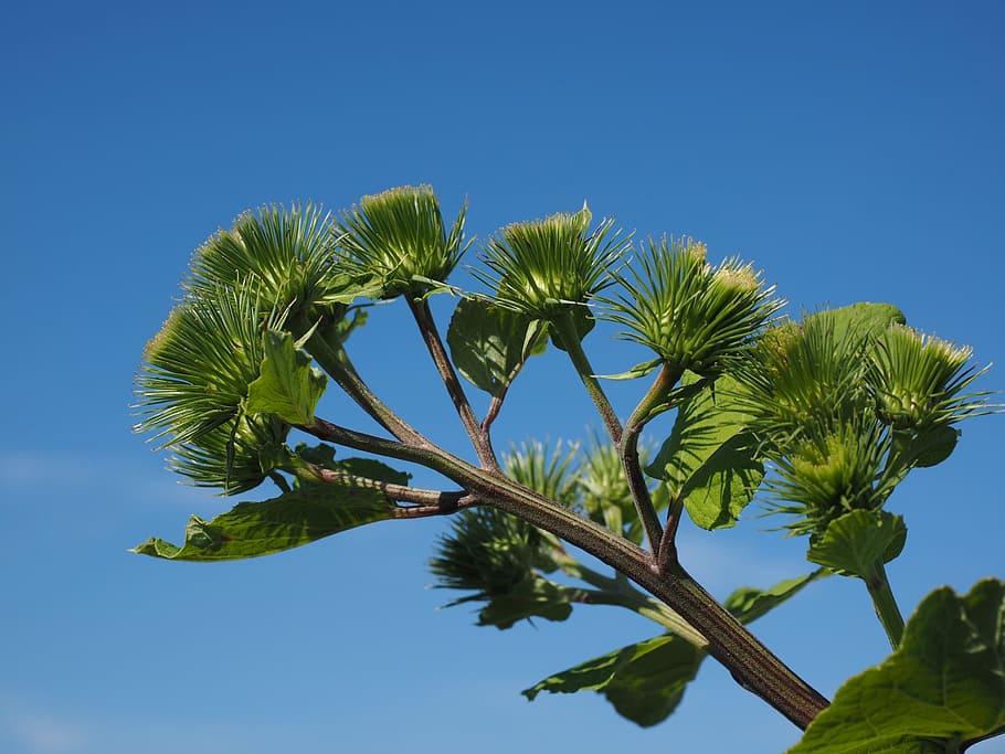 Burdock, Infructescence, Hooked, great burdock, barb, liable HD wallpaper