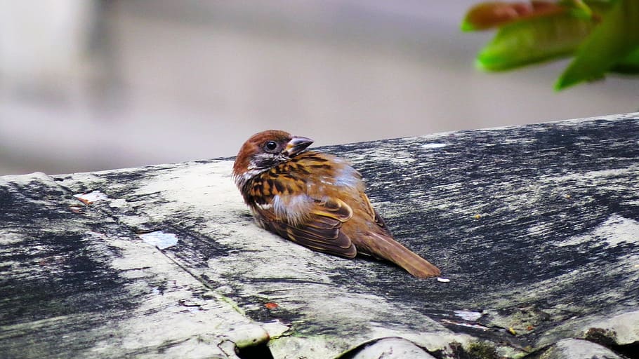 brown sparrow bird on black wooden surface, small, injured, eyes