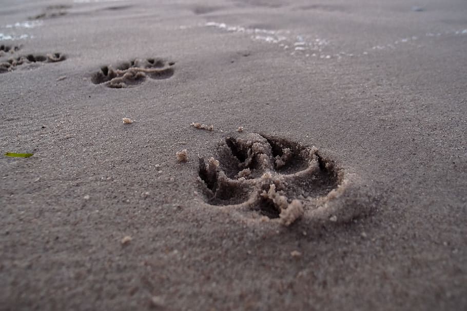 dog paw footprint on gray sand during daytime photo, beach, tracks in the sand, HD wallpaper