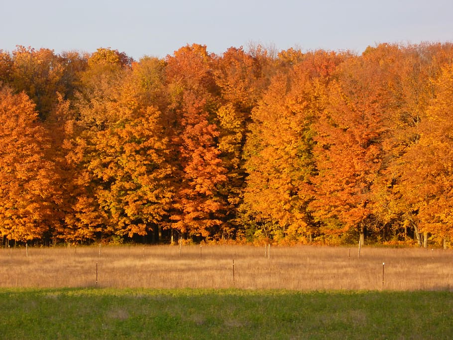 Fall, Leaves, Trees, Orange, Nature, maple, leaf, autumn, agriculture HD wallpaper