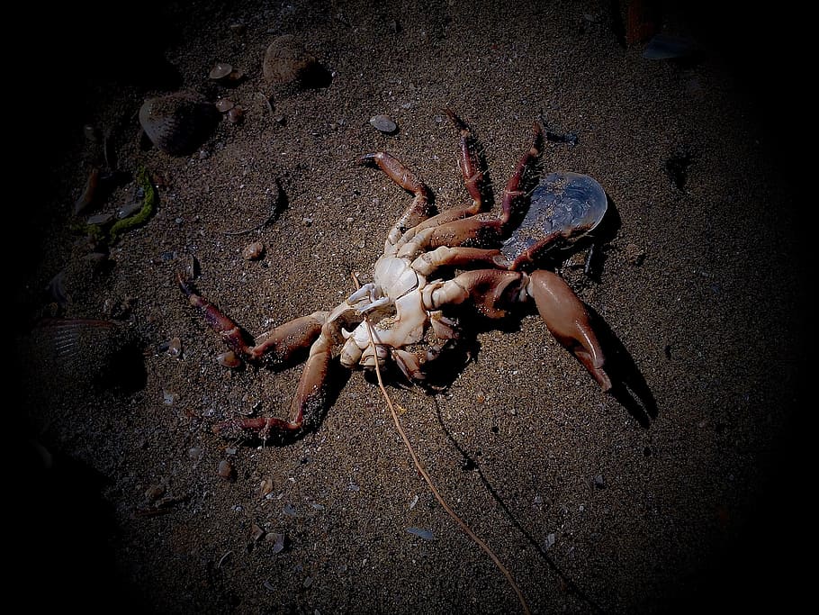crab, sea, pollution, death, one animal, animal themes, animal wildlife HD wallpaper