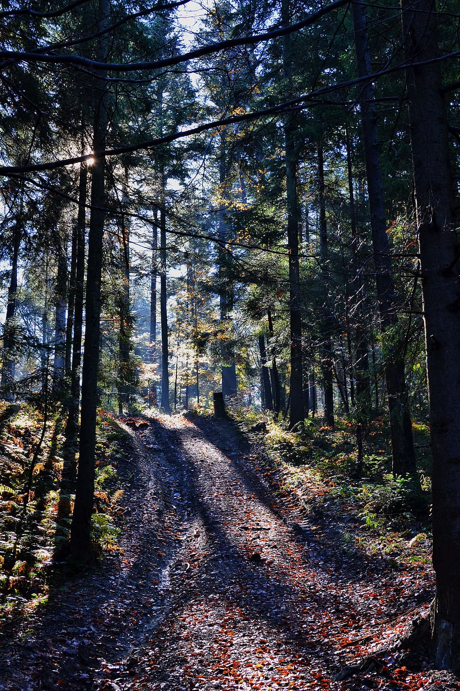 green forest during daytime, nature, outdoors, path, trees HD wallpaper