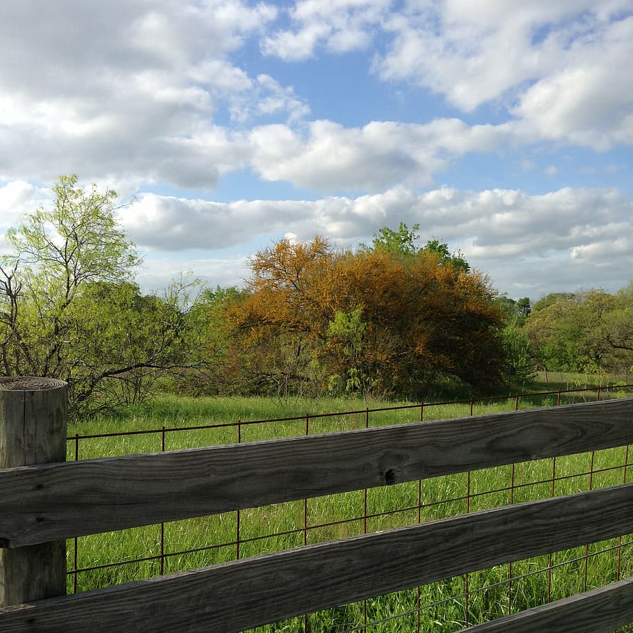 field, tree, yellow, countryside, fence, grass, green, cloud - sky HD wallpaper