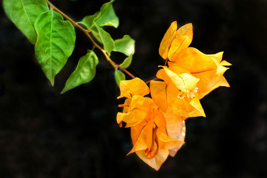 Page 2 | bougainvillea 1080P, 2K, 4K, 5K HD wallpapers free download