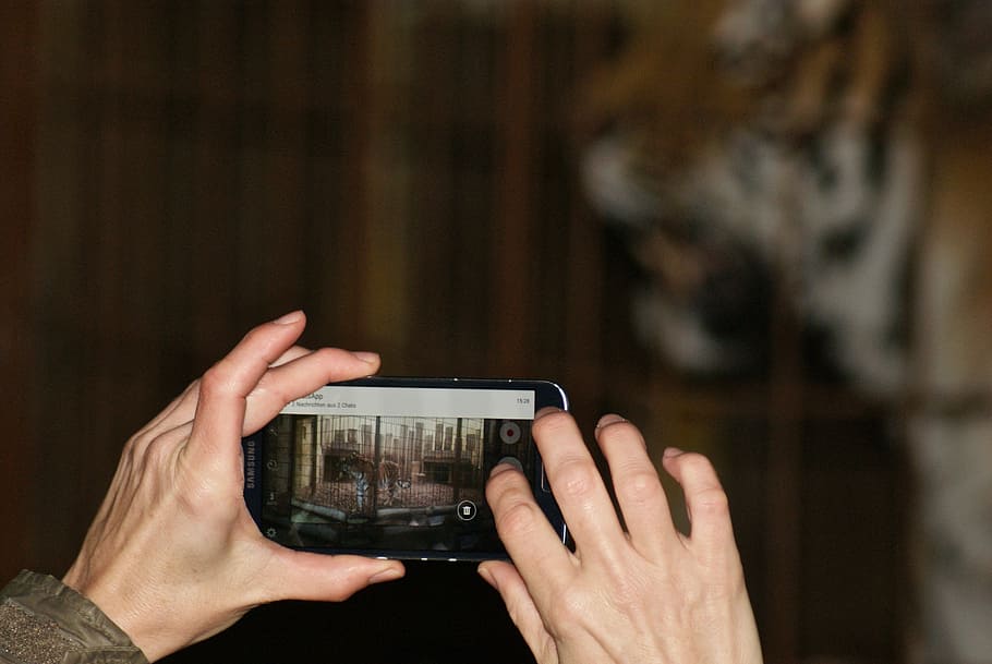 selective focus photography of person holding phone taking photo of tiger, person using black Android smartphone on taking a photo, HD wallpaper