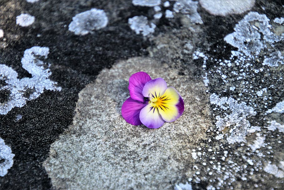 purple and yellow pansy flower on brown and black concrete pavement HD wallpaper