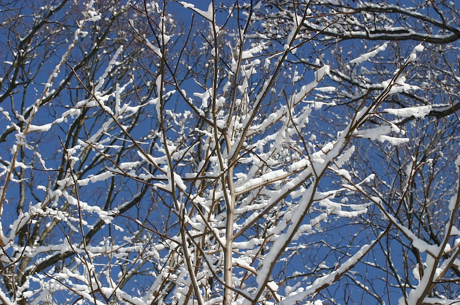 Snow, Sun, Tree, Beauty, hivert, winter, nature, cold - Temperature HD wallpaper