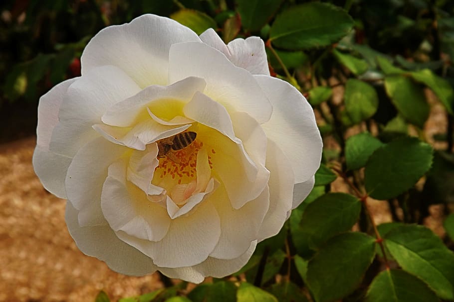 White, Blossom, Bloom, Floribunda, rose, garden, summer, rose blooms HD wallpaper