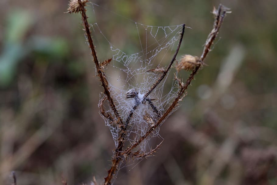 spider web, wet, hooked, place, dew, drops, nature, focus on foreground HD wallpaper