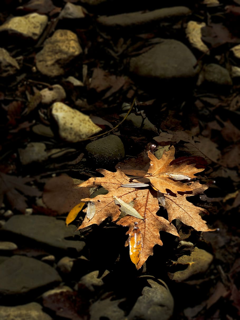 autumn, colours, leaf, greece, mountain, riverside, plant part HD wallpaper