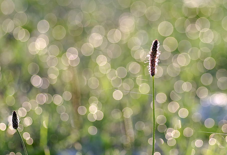 green grass, Blade, Glow, Dawn, Morning, rosa, nature, drops HD wallpaper