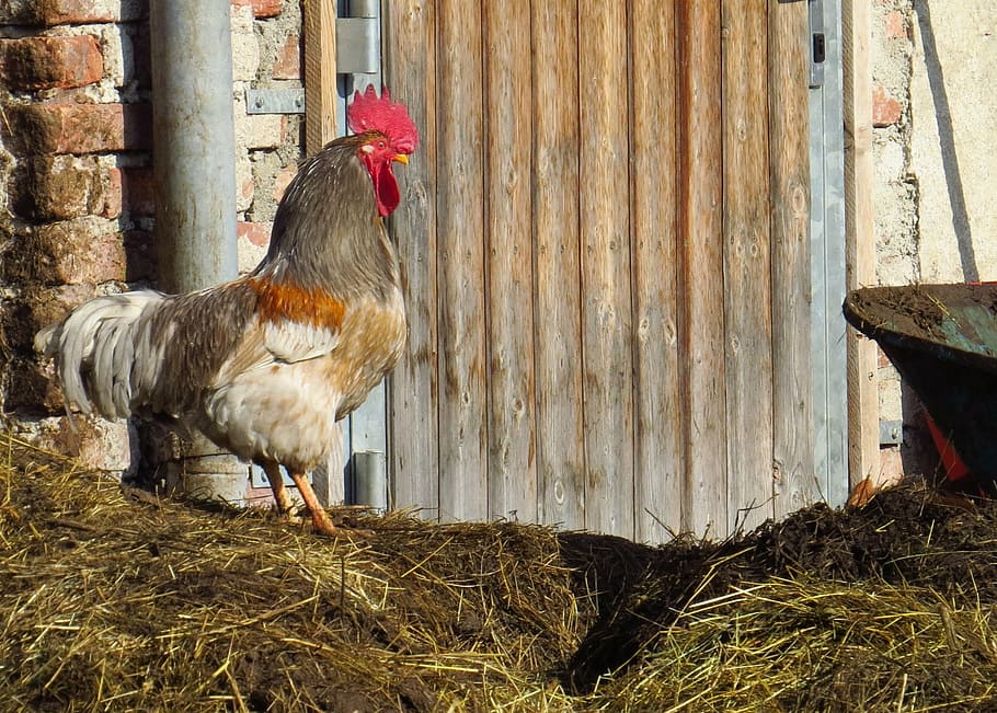 hahn, dung, pets, poultry, farm, agriculture, rural Scene, bird