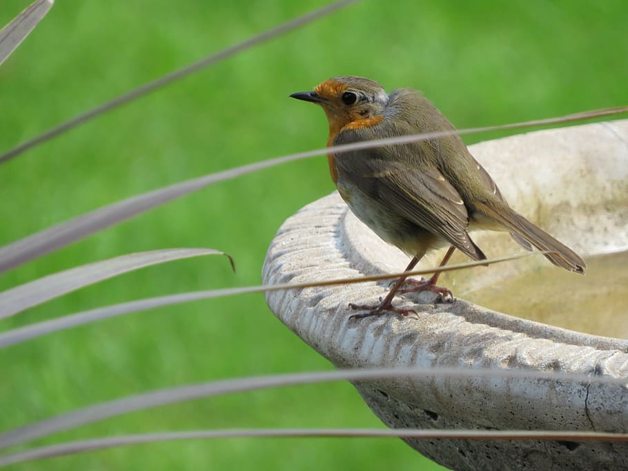 robin, bird, garden, british, redbreast, animal themes, vertebrate HD wallpaper