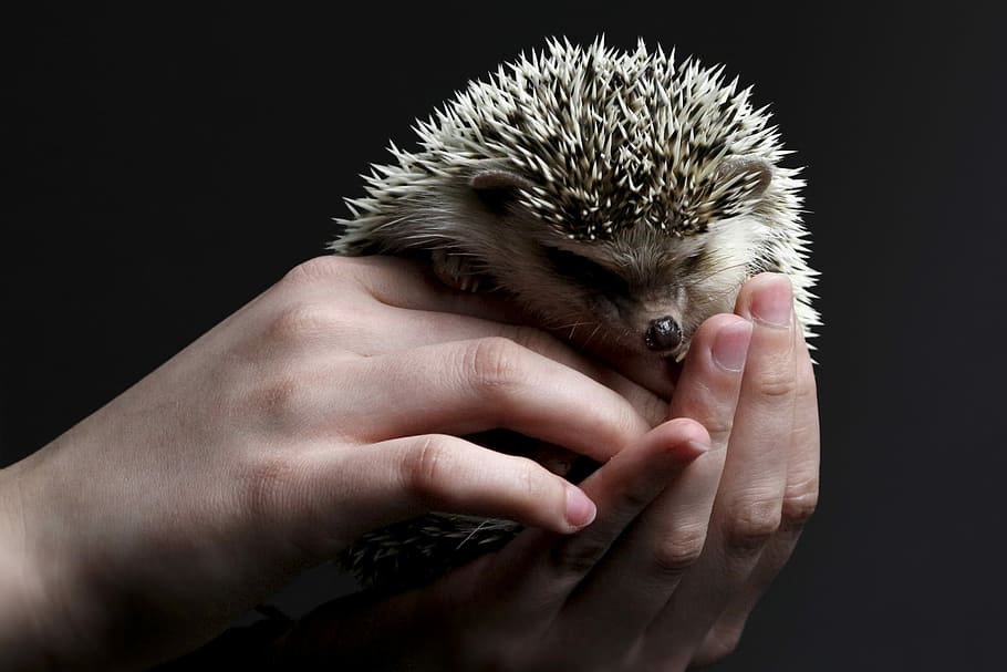 person holding hedgehog, cute, hand, spur, prickly, sting, chestnut HD wallpaper